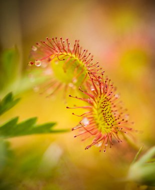 Bir güzel yuvarlak bir bataklık yağmurdan sonra yapraklı sundew. Sığ derinliği alan closeup makro fotoğraf.