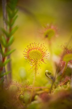 Bir güzel yuvarlak bir bataklık yağmurdan sonra yapraklı sundew. Sığ derinliği alan closeup makro fotoğraf.