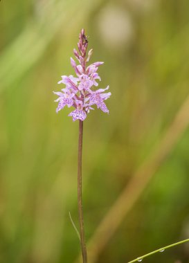 Yaz marsh çiçek açması bir güzel nadir pembe vahşi orkide. Closup makro fotoğraf, sığ derinlik-in tarla.