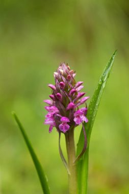 Yaz marsh çiçek açması bir güzel nadir pembe vahşi orkide. Closup makro fotoğraf, sığ derinlik-in tarla.