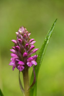 Yaz marsh çiçek açması bir güzel nadir pembe vahşi orkide. Closup makro fotoğraf, sığ derinlik-in tarla.
