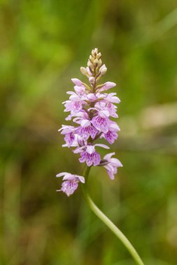 Yaz marsh çiçek açması bir güzel nadir pembe vahşi orkide. Closup makro fotoğraf, sığ derinlik-in tarla.