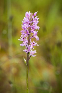 Yaz marsh çiçek açması bir güzel nadir pembe vahşi orkide. Closup makro fotoğraf, sığ derinlik-in tarla.