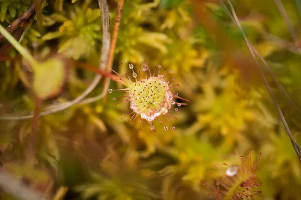 En vacker runda blad sileshår i ett kärr efter regnet. Grunt djup av fältet närbild makro foto. — Stockfoto