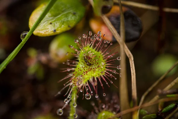 Una hermosa ronda dejó rocío de sol en un pantano después de la lluvia. Profundidad superficial del primer plano de campo macro foto . — Foto de Stock