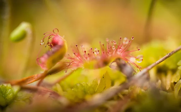 A beautiful round leaved sundew in a marsh after the rain. Shallow depth of field closeup macro photo. — Stock Photo, Image
