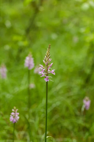 O krásné vzácné růžové divoká orchidej kvetoucí v létě marsh. Closup makro Foto, malá hloubka ostrosti. — Stock fotografie