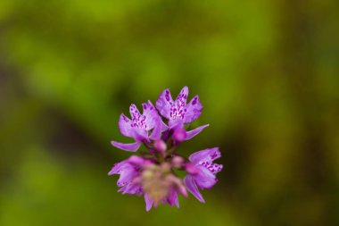 Yaz marsh çiçek açması bir güzel nadir pembe vahşi orkide. Closup makro fotoğraf, sığ derinlik-in tarla.