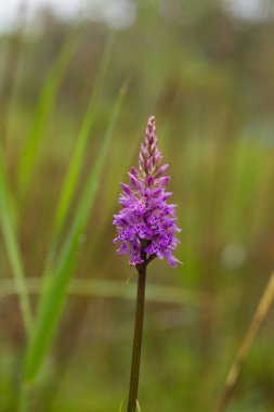 Yaz marsh çiçek açması bir güzel nadir pembe vahşi orkide. Closup makro fotoğraf, sığ derinlik-in tarla.