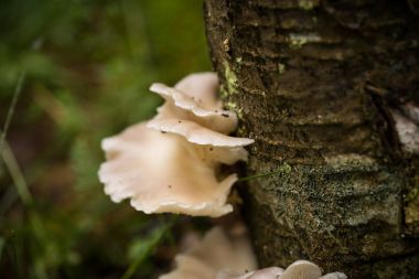 Yağmurdan sonra yaz aylarında bir ağaç kabuğu üzerinde büyüyen güzel beyaz mantar.