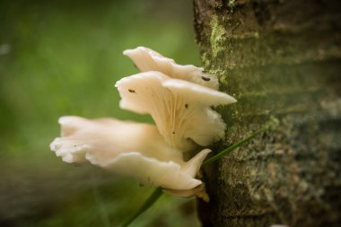 Yağmurdan sonra yaz aylarında bir ağaç kabuğu üzerinde büyüyen güzel beyaz mantar.