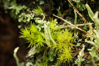 Yağmurdan sonra ormandaki güzel, hayat dolu, taze bir yosun. Sığ derinliği alan closeup makro fotoğraf.