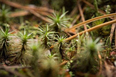 Yağmurdan sonra ormandaki güzel, hayat dolu, taze bir yosun. Sığ derinliği alan closeup makro fotoğraf.