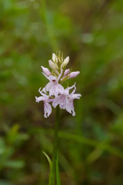 O krásné vzácné růžové divoká orchidej kvetoucí v létě marsh. Closup makro Foto, malá hloubka ostrosti. — Stock fotografie