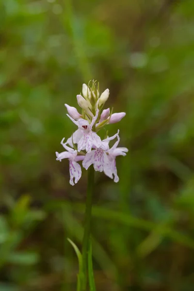 Une belle orchidée sauvage rose rare fleurissant dans le marais d'été. Fermeture macro photo, faible profondeur de champ . — Photo