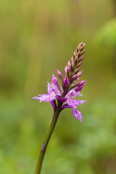 A beautiful rare pink wild orchid blossoming in the summer marsh. Closup macro photo, shallow depth of field. — Stock Photo, Image