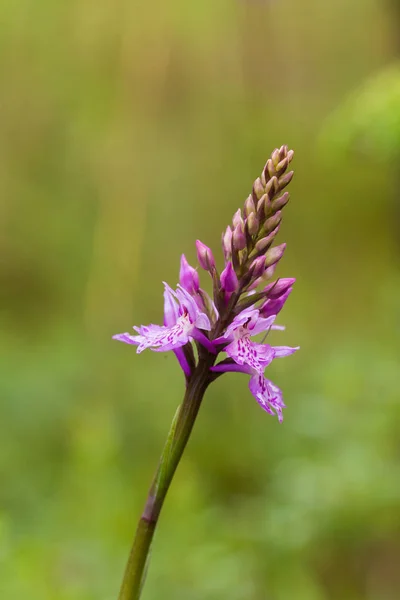 O krásné vzácné růžové divoká orchidej kvetoucí v létě marsh. Closup makro Foto, malá hloubka ostrosti. — Stock fotografie