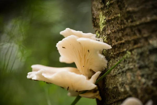 Mooie witte paddestoelen groeien op de boomschors van een in de zomer na de regen. — Stockfoto