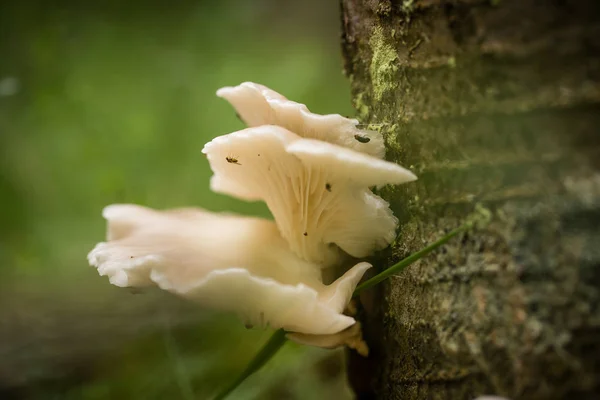 Красивые белые грибы, растущие на коре дерева летом после дождя . — стоковое фото