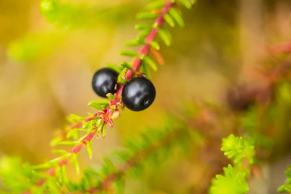 Krásné zralé crowberries v letním lese po dešti. Mělká Hloubka pole detailní makro fotografie. — Stock fotografie