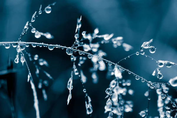 Belo closeup de uma grama curvada em um fundo natural depois da chuva com gotas de água em tom monocromático azul. Profundidade rasa do campo foto macro close-up . — Fotografia de Stock