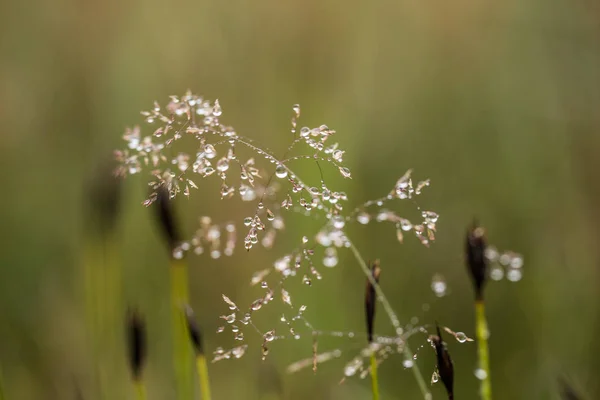 Bel primo piano di un'erba piegata su uno sfondo naturale dopo la pioggia con goccioline d'acqua. Profondità di campo ridotta primo piano macro foto . — Foto Stock
