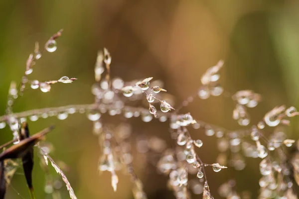 Beautiful closeup of a bent grass on a natural background after the rain with water droplets. Shallow depth of field closeup macro photo. — Stock Photo, Image