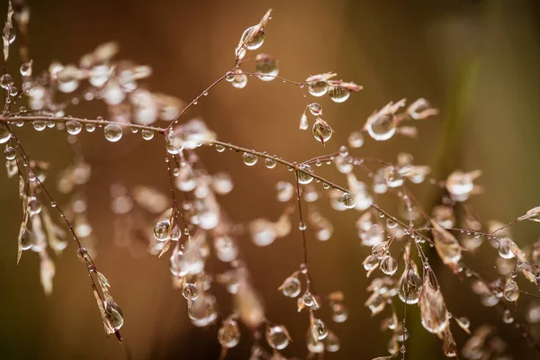 Belo closeup de uma grama curvada em um fundo natural depois da chuva com gotas de água. Profundidade rasa do campo foto macro close-up . — Fotografia de Stock