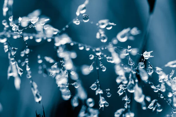 Belo closeup de uma grama curvada em um fundo natural depois da chuva com gotas de água em tom monocromático azul. Profundidade rasa do campo foto macro close-up . — Fotografia de Stock