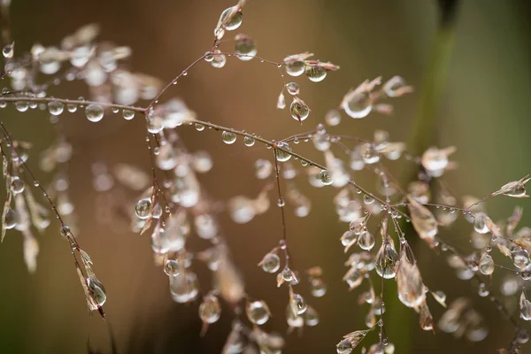 Beautiful closeup of a bent grass on a natural background after the rain with water droplets. Shallow depth of field closeup macro photo. — Stock Photo, Image