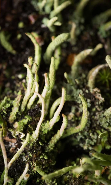 Beautiful lichen in the forest after rain. Shallow depth of field closeup macro photo. — Stock Photo, Image