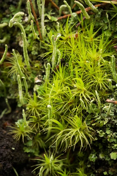 Красивый, яркий, свежий мох в лесу после дождя. Небольшая глубина резкости макрофото крупным планом . — стоковое фото
