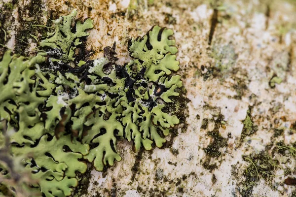 Hermoso liquen en el bosque después de la lluvia. Profundidad superficial del primer plano de campo macro foto . —  Fotos de Stock