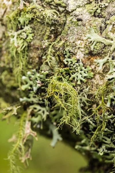 Schöne Flechten im Wald nach Regen. Makroaufnahme mit geringer Schärfentiefe. — Stockfoto