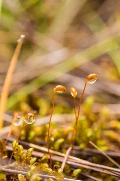 雨上がりの森で美しい、活気のある、新鮮なコケ。フィールドのクローズ アップのマクロ写真の深さが浅い. — ストック写真