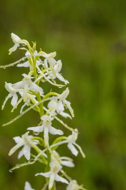 Bir güzel nadir daha az kelebek yaz marsh çiçek orkide. Closeup makro fotoğraf, sığ derinlik-in tarla.