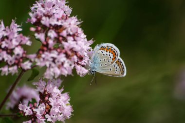 Bir çiçek üzerinde güzel bir mavi kelebek