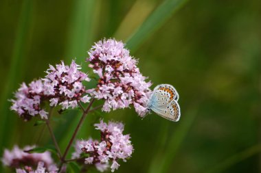 Bir çiçek üzerinde güzel bir mavi kelebek