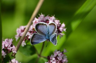 Bir çiçek üzerinde güzel bir mavi kelebek
