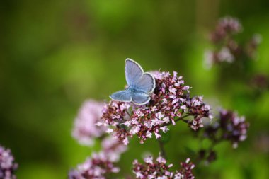 Bir çiçek üzerinde güzel bir mavi kelebek
