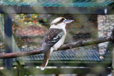 Ahmak hayvanat bahçesinde bir portresi