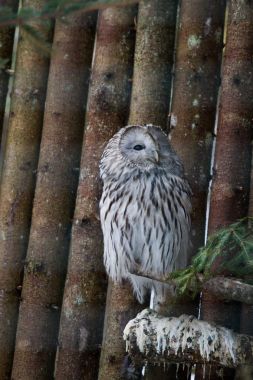 Parkta güzel baykuş
