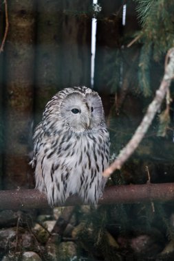 Parkta güzel baykuş