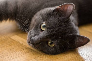 Şirin bir Rus mavi kedi güzel bir portresi