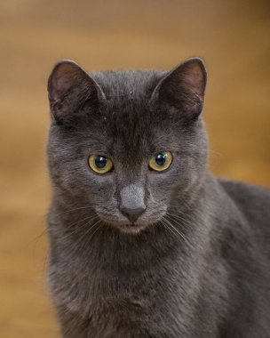 Şirin bir Rus mavi kedi güzel bir portresi