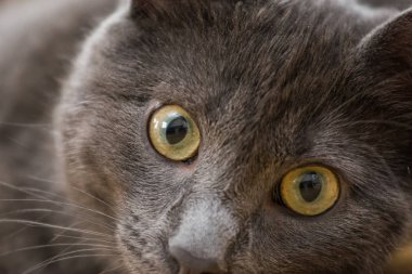 Şirin bir Rus mavi kedi güzel bir portresi