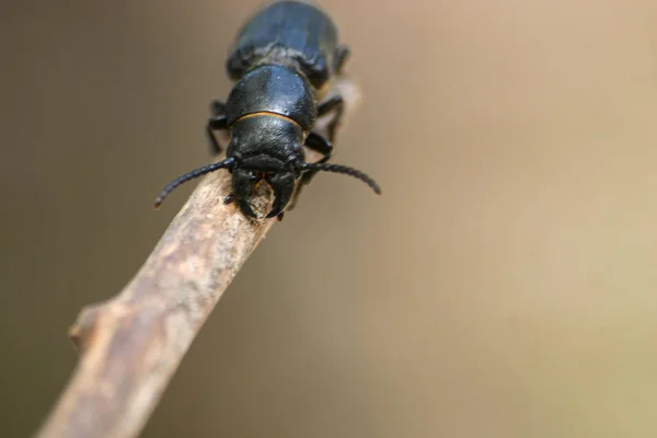 Fekete bogár egy fa bottal — Stock Fotó