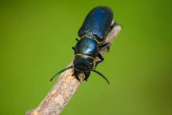 Scarabeo nero su un bastone di legno — Foto Stock