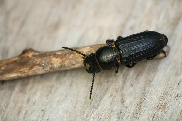Fekete bogár egy fa bottal — Stock Fotó