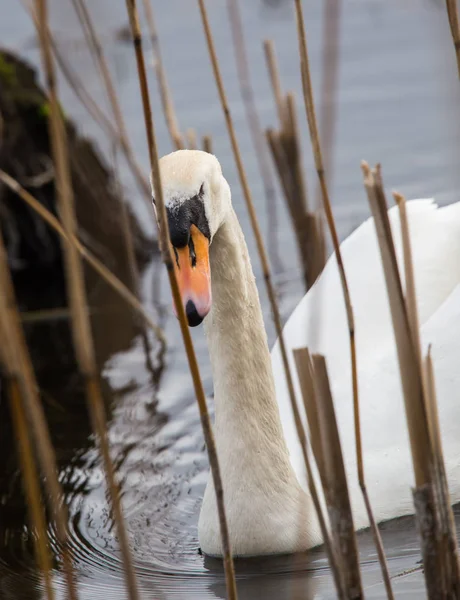 Vackra svanar simmar i dammen — Stockfoto